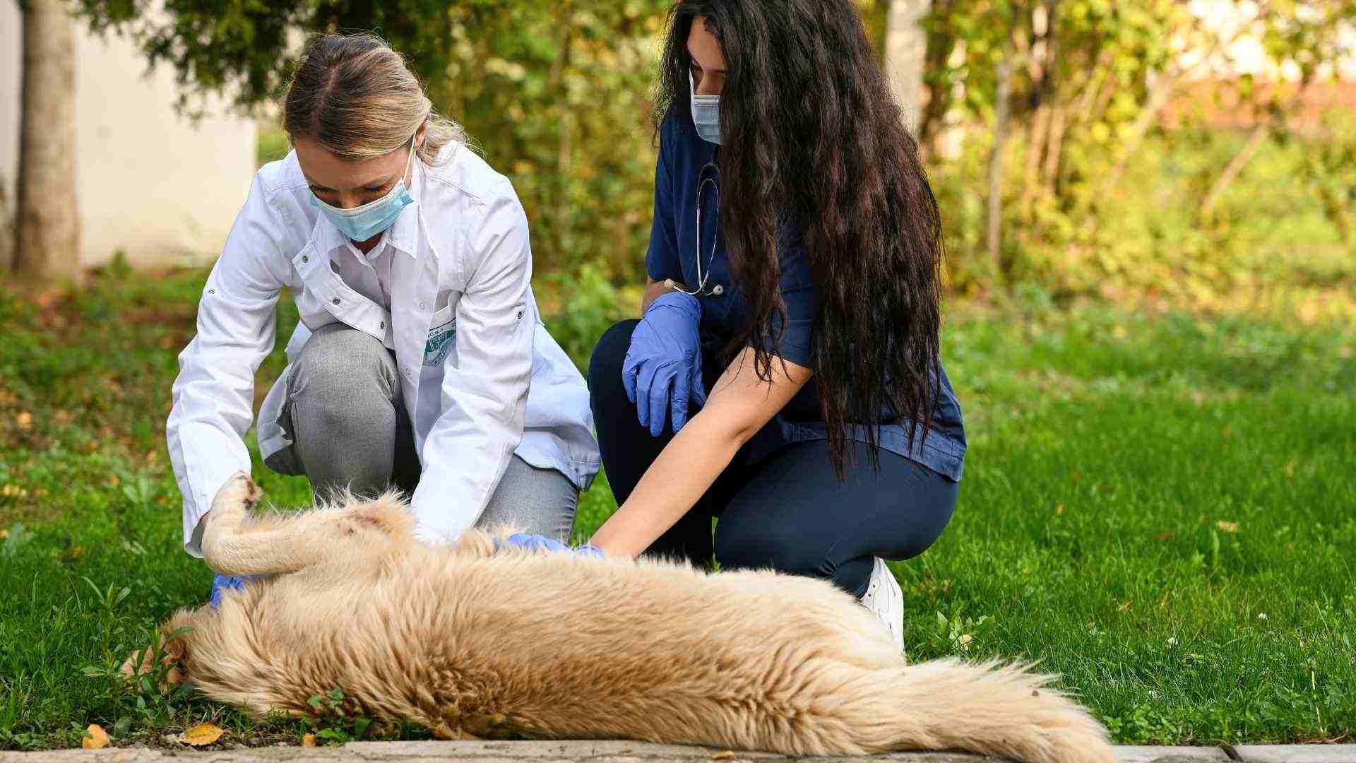 epilepsia en perros ataques y síntomas